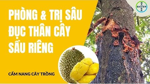 BAYER | Phòng trị sâu đục thân cây sầu riêng