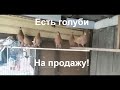 Голуби на продажу.Doves for sale.