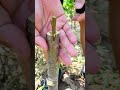 Grafting techniques #craf #grafting #diy #airlayering #gardening #plants #propagationplants #tips
