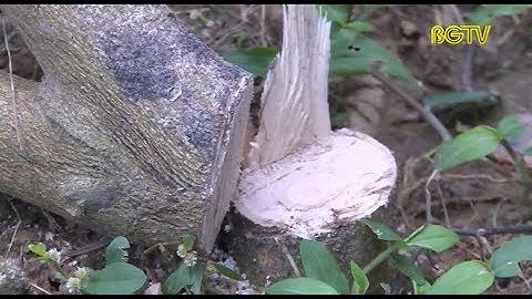 Kẻ xấu chặt, phá vườn cam sắp thu hoạch ở Nam Dương, Lục Ngạn