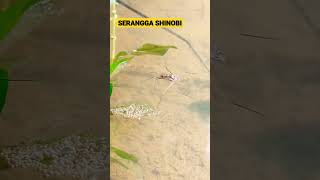 Angganganggang gerris Lacutris Si Serangga Shinobi