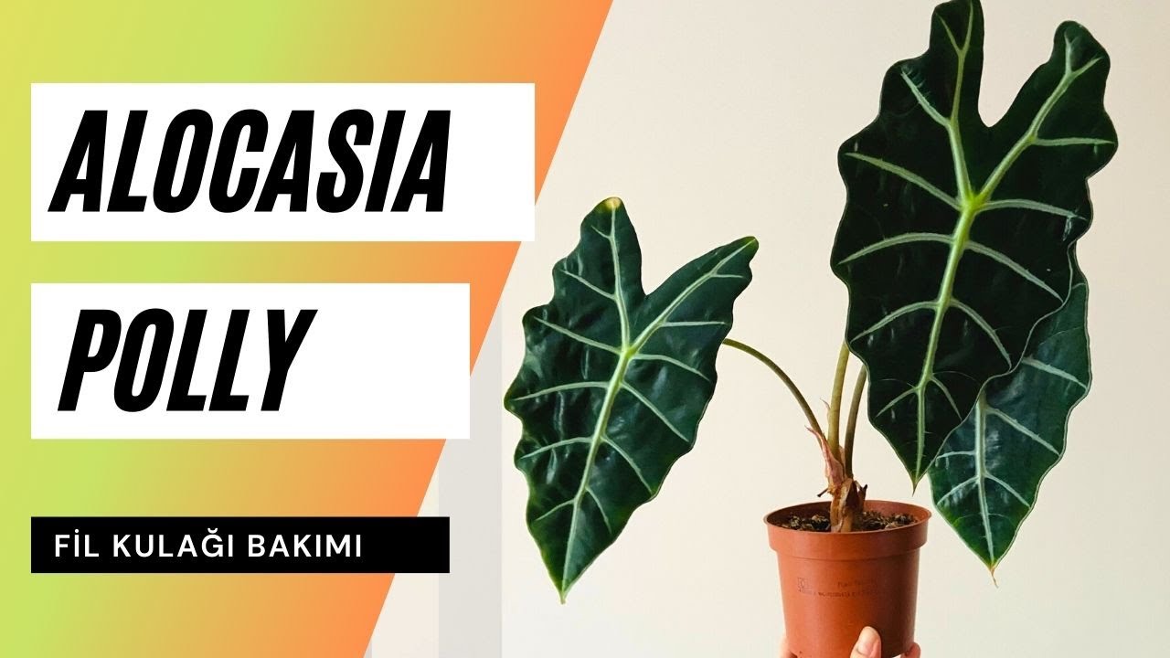 Alocasia polly Bakımı 🍃 🐘 Fil Kulağı Bakımı Püf Noktaları