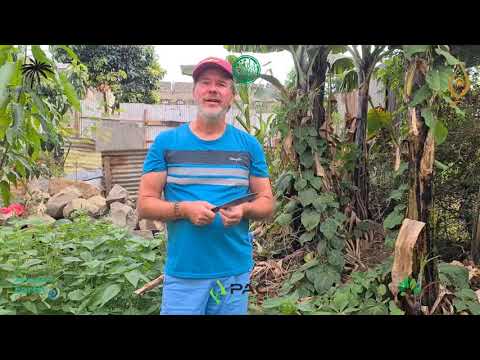 First Urban Syntropic Agroforestry Farm in Nairobi, 7 weeks later