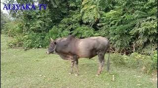 Kawin alami sapi di padang gembala