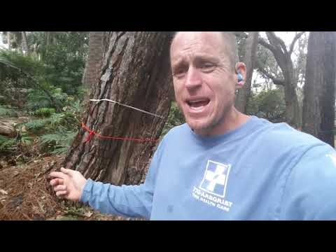 Video: Zijn pijnbomen gemakkelijk ontworteld?