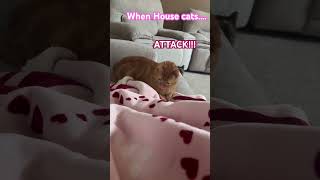 DAVE #subscribe #entertaininganimals #funnyanimals #cat #cute #funny