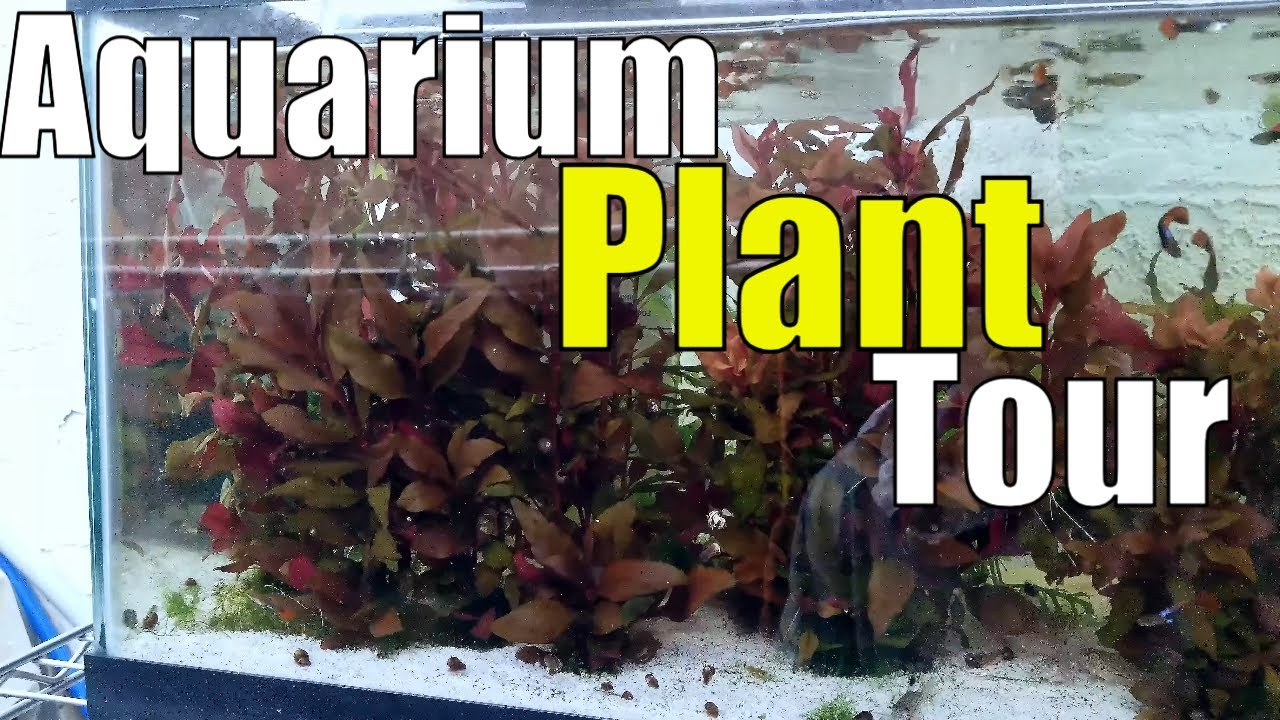 the-best-aquarium-plants-youtube