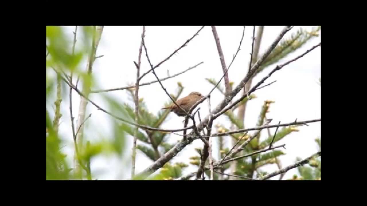 Winter Wren 
