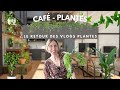 Cafplantes  prts pour une dose de plantes vertes  