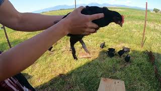 French Black Copper Maran Chicks