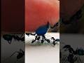 Sharing blue syrup with black ants | tiny ants with big determination #timelapse #insects #shorts