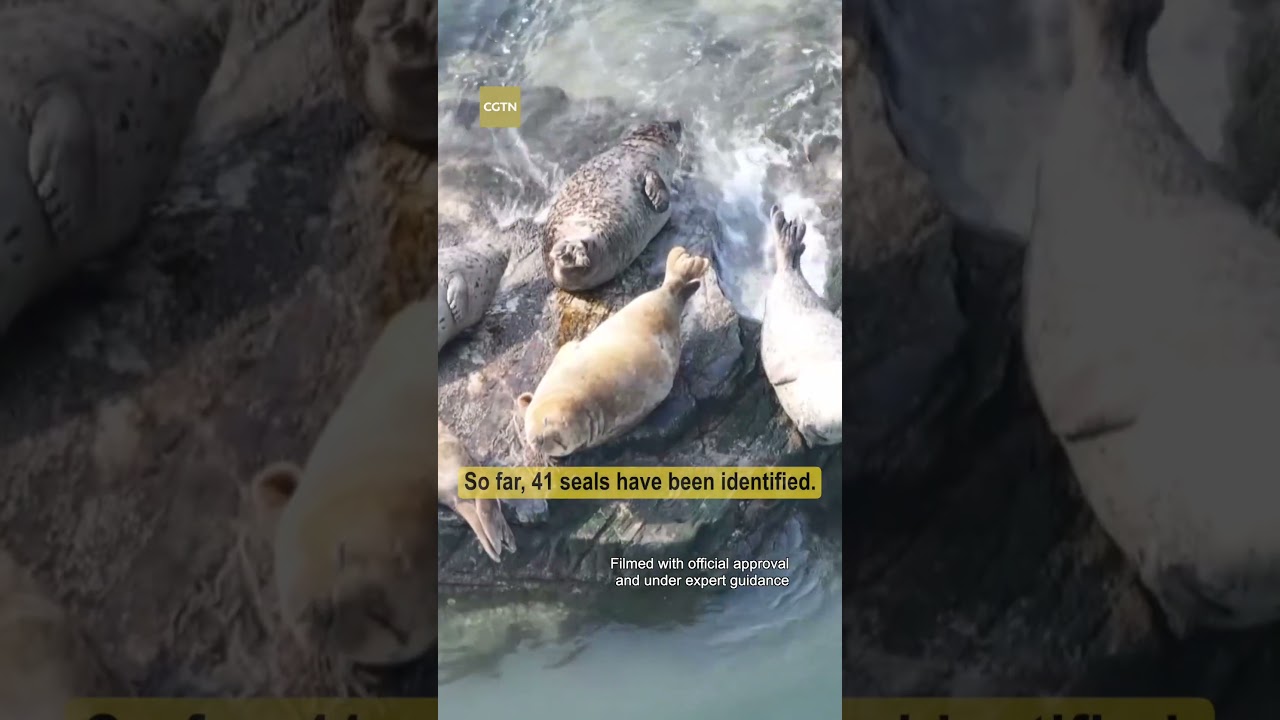 Spotted seals on the move: China's spring migration peak