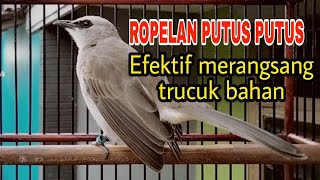 Ropelan Trucuk putus putus untuk Merangsang dan Memancing trucuk bahan  agar belajar ngropel