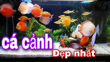 Cá cảnh đẹp nuôi trong hồ thủy sinh