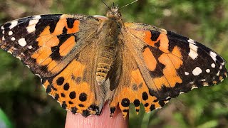 Raising Painted Lady Butterflies!