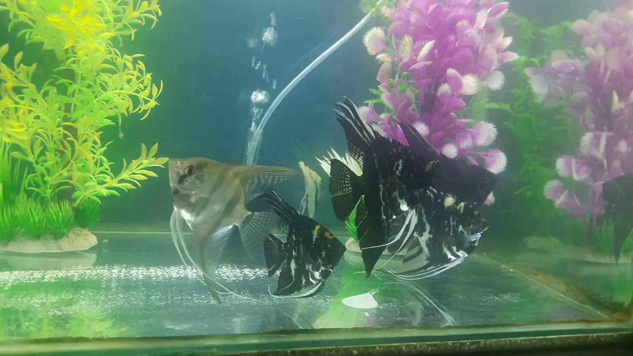 3 inch angel fish - YouTube