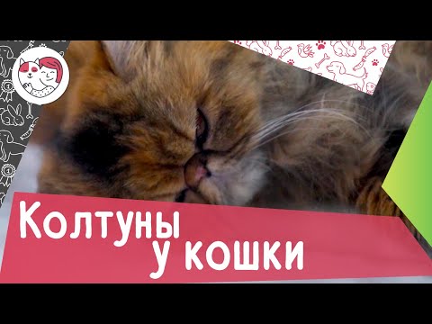 4 распространенных причины появления колтунов у кошки