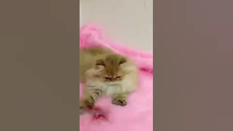 Watch the video about Chinchilla golden Persian kitten