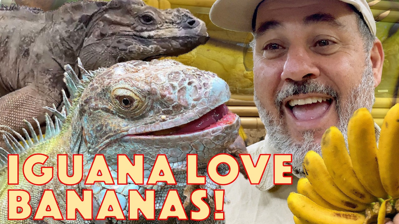 Iguana’s and Banana’s🤩