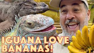 Iguana’s and Banana’s🤩