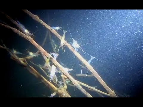 Inédito: Colônia de Camarões no Lago Paranoá, em Brasília