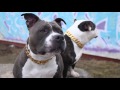 Gold Dog Collar Collection | BIG DOG CHAINS Gold Dog Collar Collection | BIG DOG CHAINS