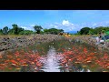 8,000 pieces of Japanese koi babies loaded into farm biggest mud pond│Fish farming & Free range Ep64