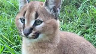 54++ Caracal kitten ear flip Cat Pictures