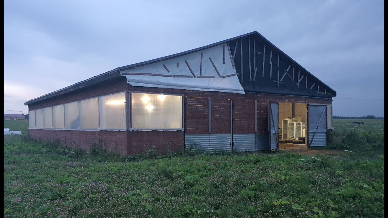 Обзор коровника КРС и родившиеся телята Айширская порода