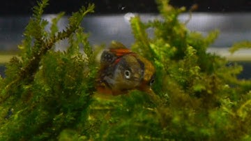 How I Bred Celestial Pearl Danios At Home