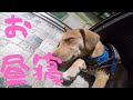 【捨犬保護】ラブのお昼寝タイム ノーカット