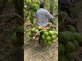 Hard But Happy working Farmer of Andhra (S.India)