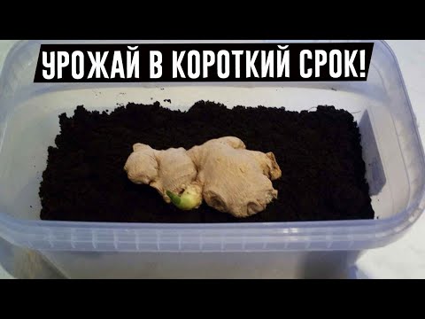 ПЕРЕСТАНЬТЕ ПОКУПАТЬ ИМБИРЬ! ВОТ КАК ВЫРАСТИТЬ ЕГО ПРЯМО У СЕБЯ ДОМА!