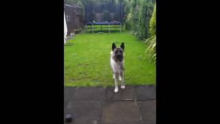 Akita barking