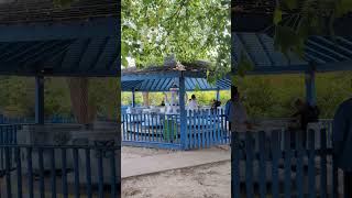 Woodys Tea Party Ride At Pleasurewood Hills