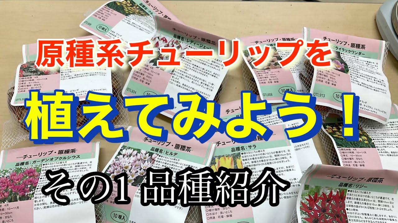 原種系チューリップを植えてみよう！その1 品種紹介 - YouTube
