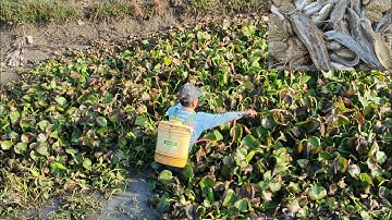 chú xiệt cá đìa quá hay cá lóc cá trê đồng mùa lúa. cuộc sống miền tây vất vả