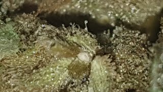 New cannabis strain UK review  (🍁🔥Grape Ape x  Bubbleberry🍁🔥)  2019 #Thc #Barcelona #grown