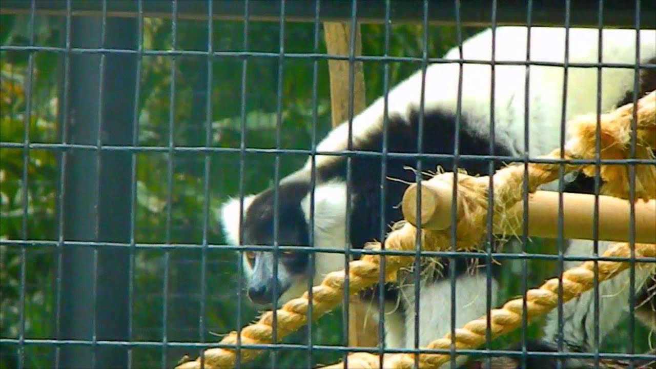 Hong Kong Zoological and botanical gardens - the animals! - YouTube