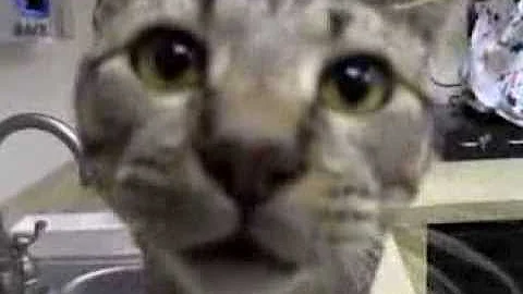 Watch the video about Pet of the Week - Thor