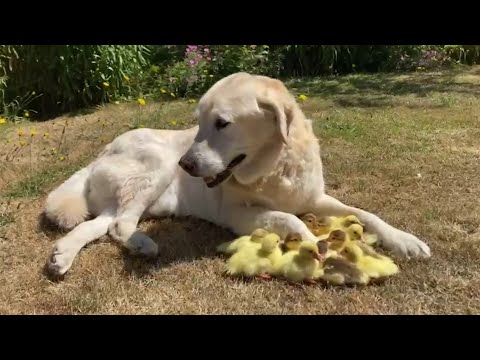 Inghilterra, labrador adotta 15 anatroccoli orfani: la storia incredibile del cane Fred