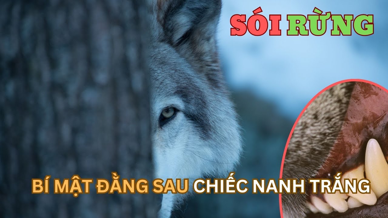 Sói Rừng: Bí Mật của Nanh Trắng và Chiến Thuật Săn Mồi Đỉnh Cao của Sự ...