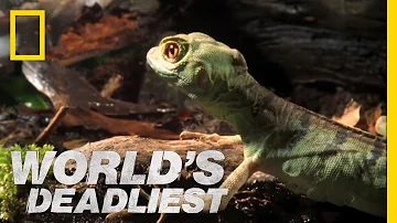 Meet the Jesus Christ Lizard | World's Deadliest