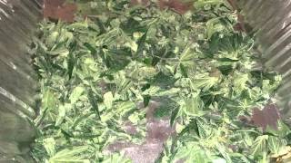 Autos Chopped!
