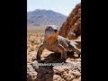 Chuckwalla |Animal#123| #wildlife #animallife #nature  #animals #facts #reels #cute #shorts #ai