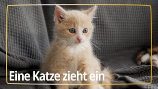 Was muss ich wissen, wenn eine Katze bei mir einzieht? | SELECT GOLD