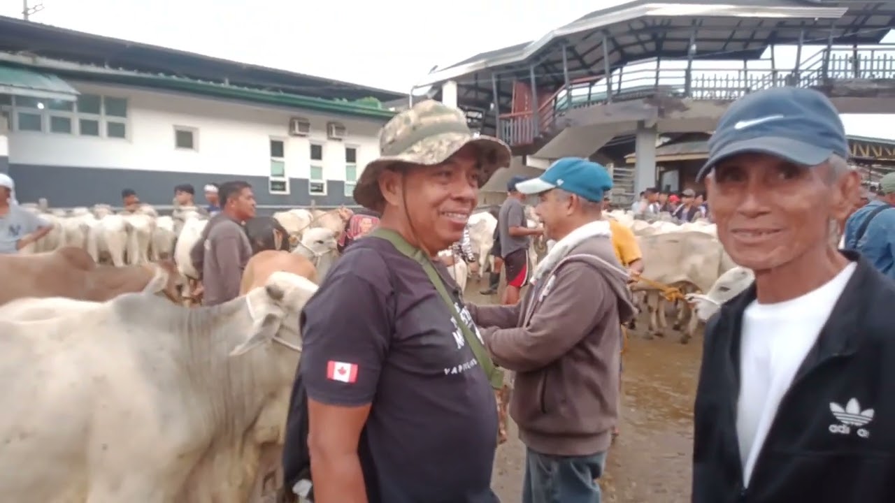 Bakahan.(Oct 31,2025) #viralvedio #livestock #cattle #bulls #cow 