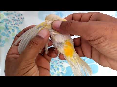كيف نعالج جناح الطائر المكسور