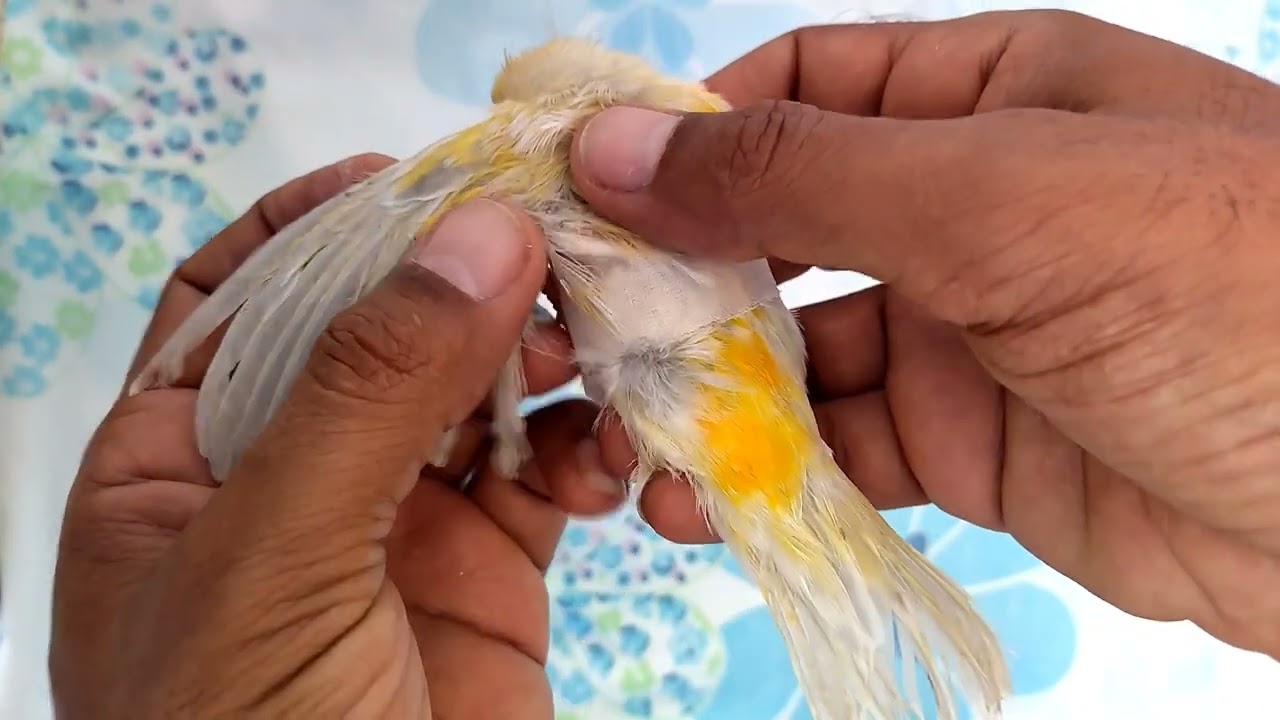 كيف نعالج جناح الطائر المكسور