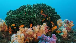 Lander's Reef, Aliwal Shoal Scuba Diving - 4K Underwater Video - 03/12/2023